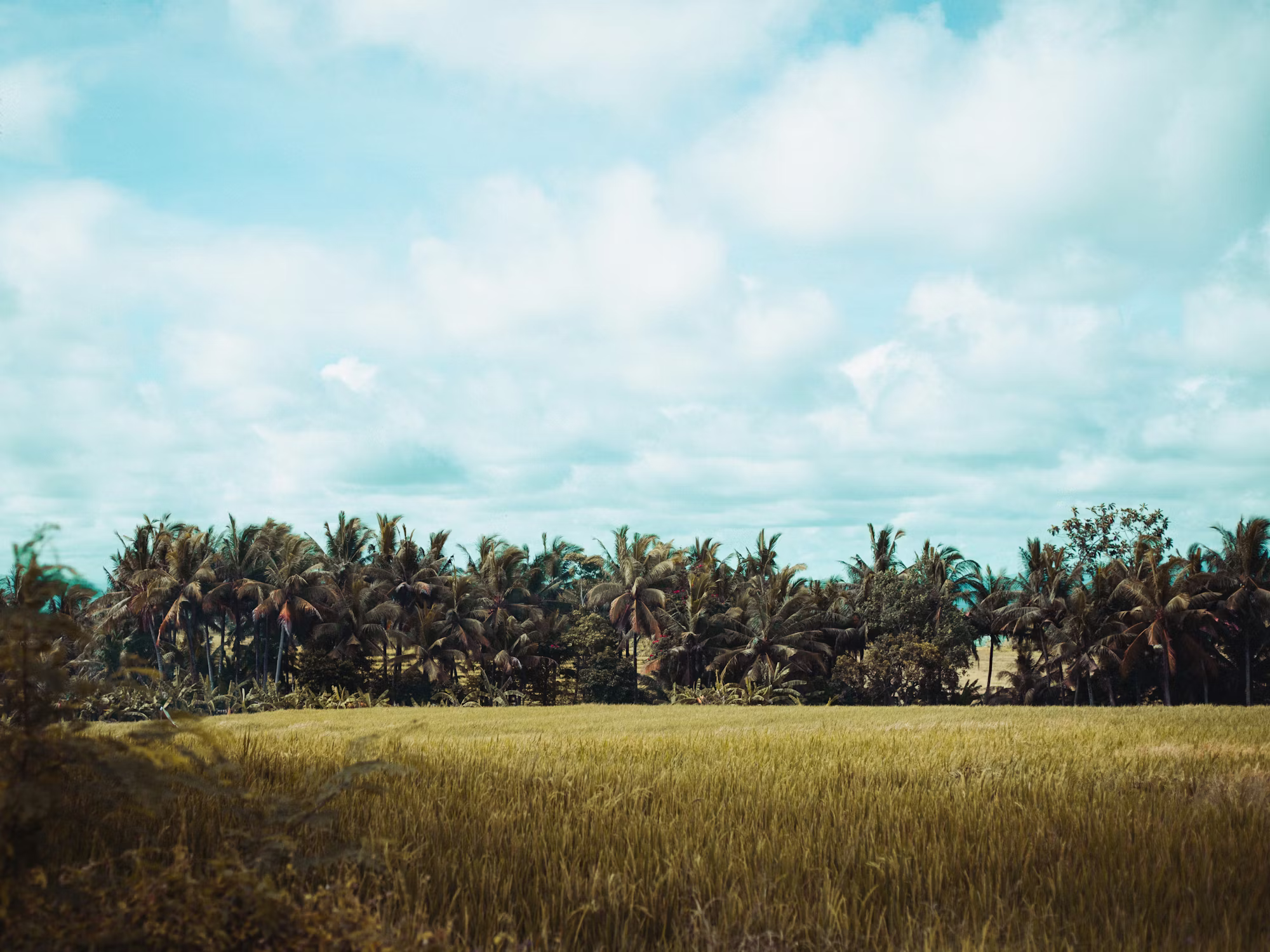 文化祭の驚異：世界的なお祝いの旅 日本文化